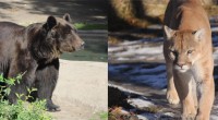 COUGARS   1-800-663-9453 BEARS  1-877-952-7277 For more information about Black Bears (and other wild life) please visit the following website: https://wildsafebc.com/black-bear/