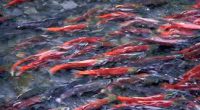Salmon Spawning Last week 9 divisions walked to Stoney Creek to see the salmon return to their spawning grounds. The students learned about the salmon life cycle as they saw […]